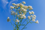 US Organic Yarrow Essential Oil, 100% Pure Certified USDA Organic, 5 ml