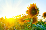 US Organic Sunflower Oil, 100% Pure Certified USDA Organic, 128 oz (1 Gallon)